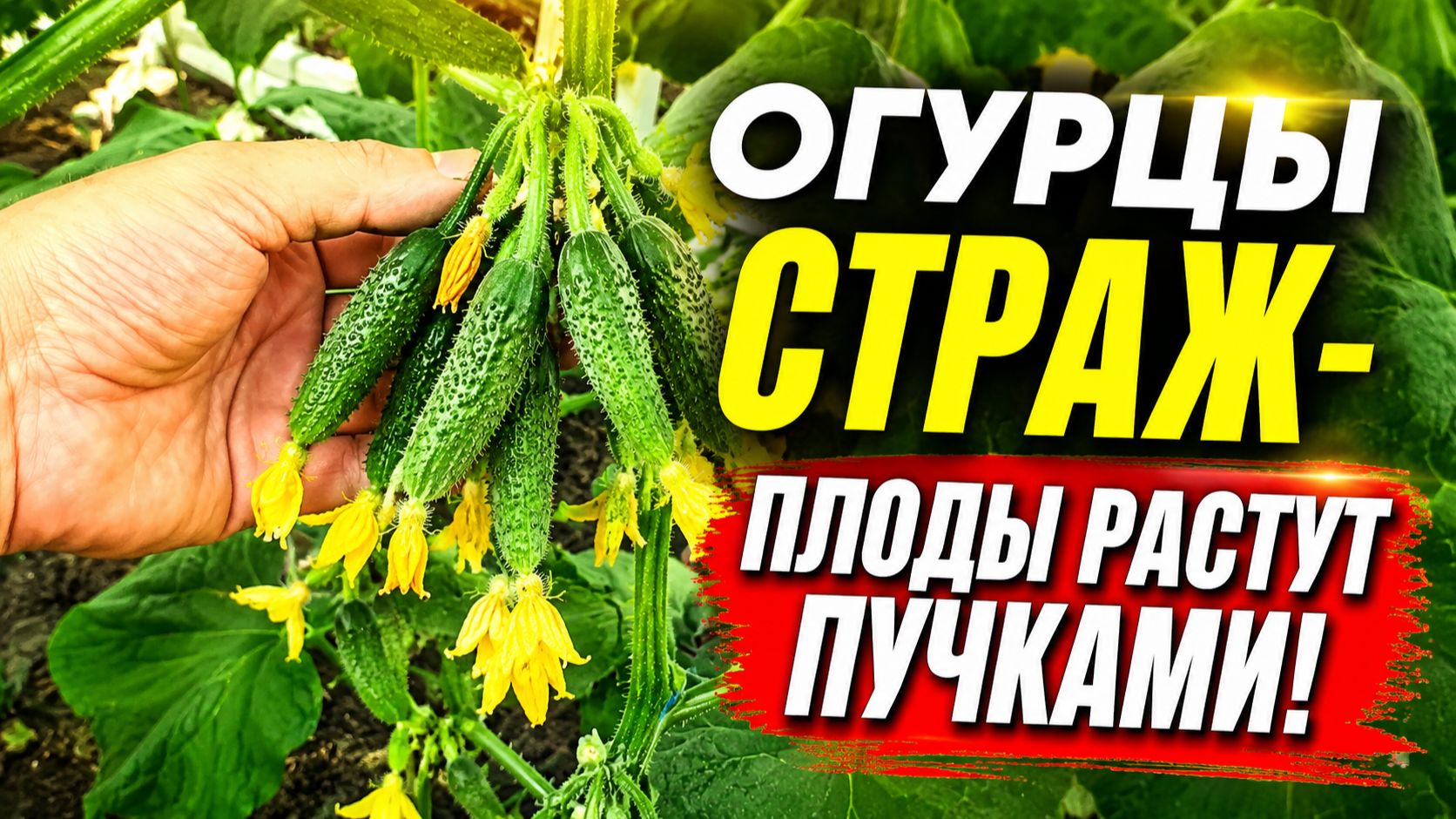 Огурцы Страж- плоды растут пучками! Букетный тип огурцов.
