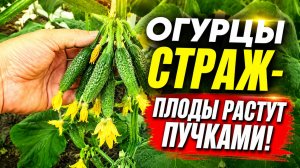 Огурцы Страж- плоды растут пучками! Букетный тип огурцов.