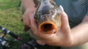 РЫБАЛКА на КАРПА на новом водоёме! Сандра осваивает КАРПФИШИНГ!