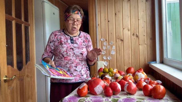 Продолжение, 4 часть, добываю семена коллекционных сортов томата.