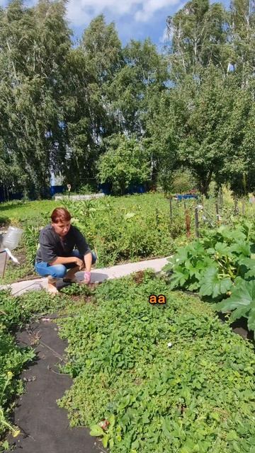 Мульчирование грядок