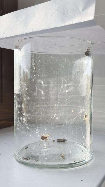 Spiders Invaded My Jar… Are They Venomous? | Пауки забрались в банку… они ядовитые?