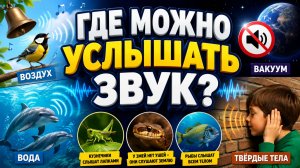 Где можно услышать звук?  Естествознание, 2 класс