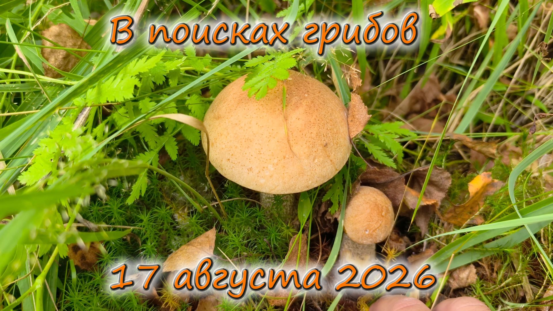 В поисках грибов 17 августа 2026