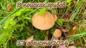 В поисках грибов 17 августа 2026