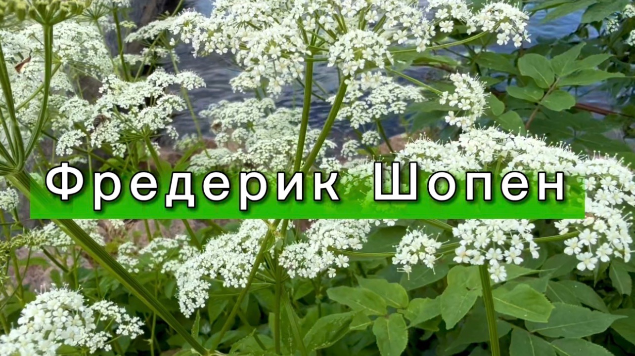Фредерик Шопен, вальс №64, классическая музыка для души