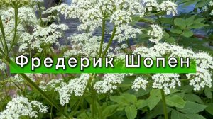 Фредерик Шопен, вальс №64, классическая музыка для души