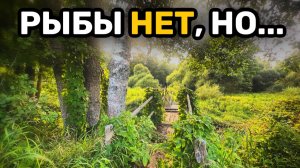 Спиннинг на малой реке: без рыбы, но с бобром и подвесным мостом.