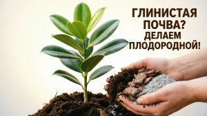 🌱 Как улучшить глинистую почву делаем тяжёлую землю плодородной✅