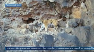Фотоохота не удалась: амурский тигр утащил оборудование немецкого фотографа.