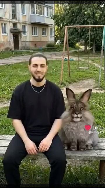 здорово животное какой твой нейм?