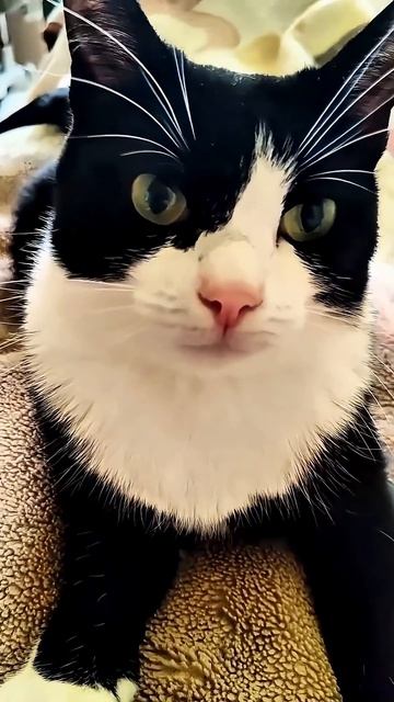 🙀 Слушай меня внимательно