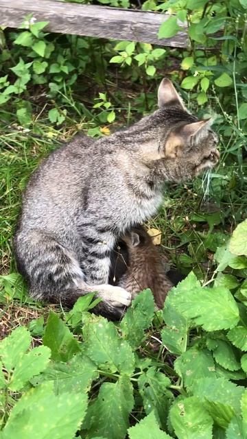 Котята с мамой! #котята #котятасмамой #садогород #август2026 #лето2026