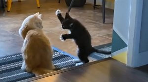 Смешные коты и «жертвы» в их отношениях — Cute Cat and Friends