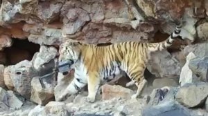 В Приморье амурский тигр украл дорогостоящую технику немецкого фотографа.