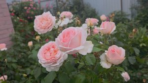 Какие розы ИДЕАЛЬНЫЕ ДЛЯ МЕНЯ? Почему?