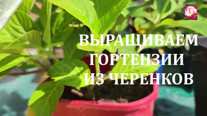 УХОД ЗА ЧЕРЕНКАМИ ГОРТЕНЗИИ В КОНЦЕ ЛЕТА
