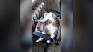 Толстые коты. Самые толстый коты. Кошачье ожирение. Пухленькие котики