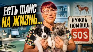 У них есть ШАНС на ЖИЗНЬ / Друзья, извините за ВСЁ 🙏