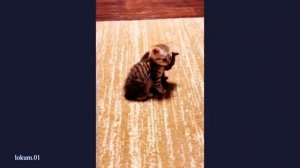 Приколы с КОШКАМИ 😹😹😹  забавные животные 😂😂😂🤣 FUNNY CATS 🤣😹🤣