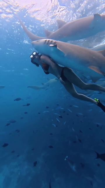 Обняла акула🦈