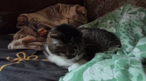 2026.08.15 котик.mp4