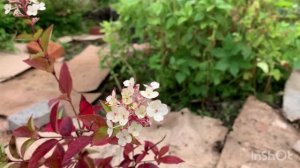 Разработка цветника |сажаю гортензии :лайм рики, самарская лидия, пастель грин, грейт стар, левана.