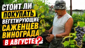 СТОИТ ЛИ ПОКУПАТЬ В АВГУСТЕ ВЕГЕТИРУЮЩИЕ САЖЕНЦЫ ВИНОГРАДА?