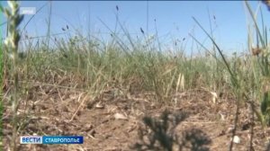 Саранча под контролем: специалисты Россельхозцентра усилили мониторинг