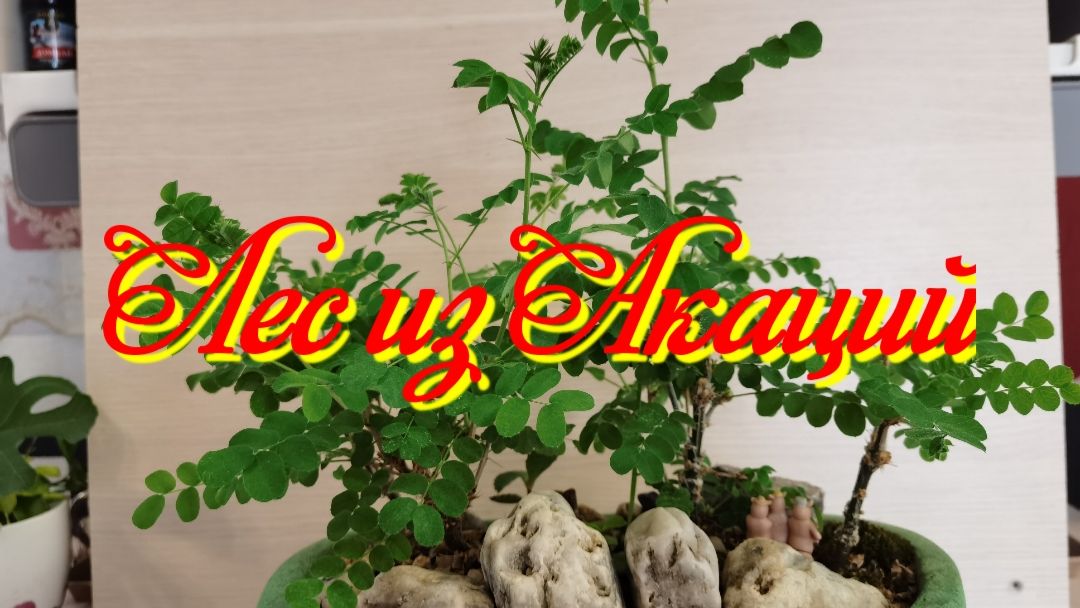 Лес из Акаций