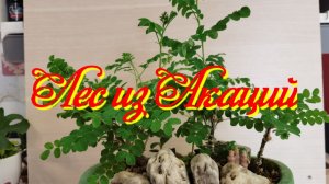 Лес из Акаций