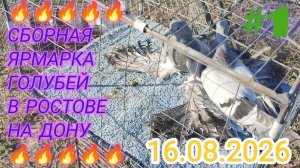 🔥🔥🔥 16.08.26. Сборная ярмарка голубей в Ростове на Дону. Птичий рынок.