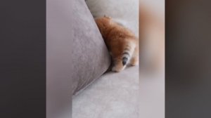Приколы с котами. Самые популярные кошки. Милые котята