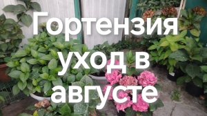Крупнолистная гортензия в августе. Обрезать или нет. Уход.