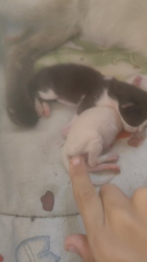 показываем новорождённых котят.
