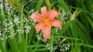 МОИ ЦВЕТЫ В ИЮЛЕ - Экскурсия по саду цветов🌺🌼🌹🍀🌻