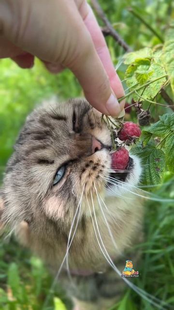 Когда с куста вкуснее😹 #котики #юмор #милыекотики