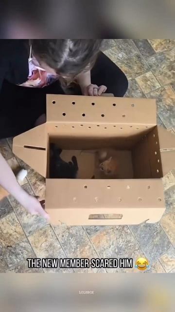 Black Cat Life Getting a New Cat  Copycat Cats Who Mimic Everything