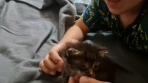 ИГОРЁК ИГРАЕТ С 3 НЕДЕЛЬНЫМ КОТЁНКОМ🤗🥰💋💕