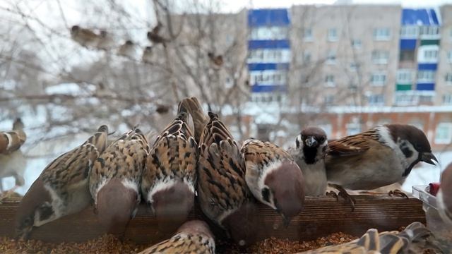 Воробьи в кормушке на окне зимой