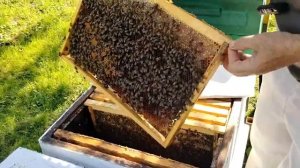 16 августа  ОДНИХ ПРОСТИМУЛИРОВАТЬ ДРУГИХ ПРИТОРМОЗИТЬ