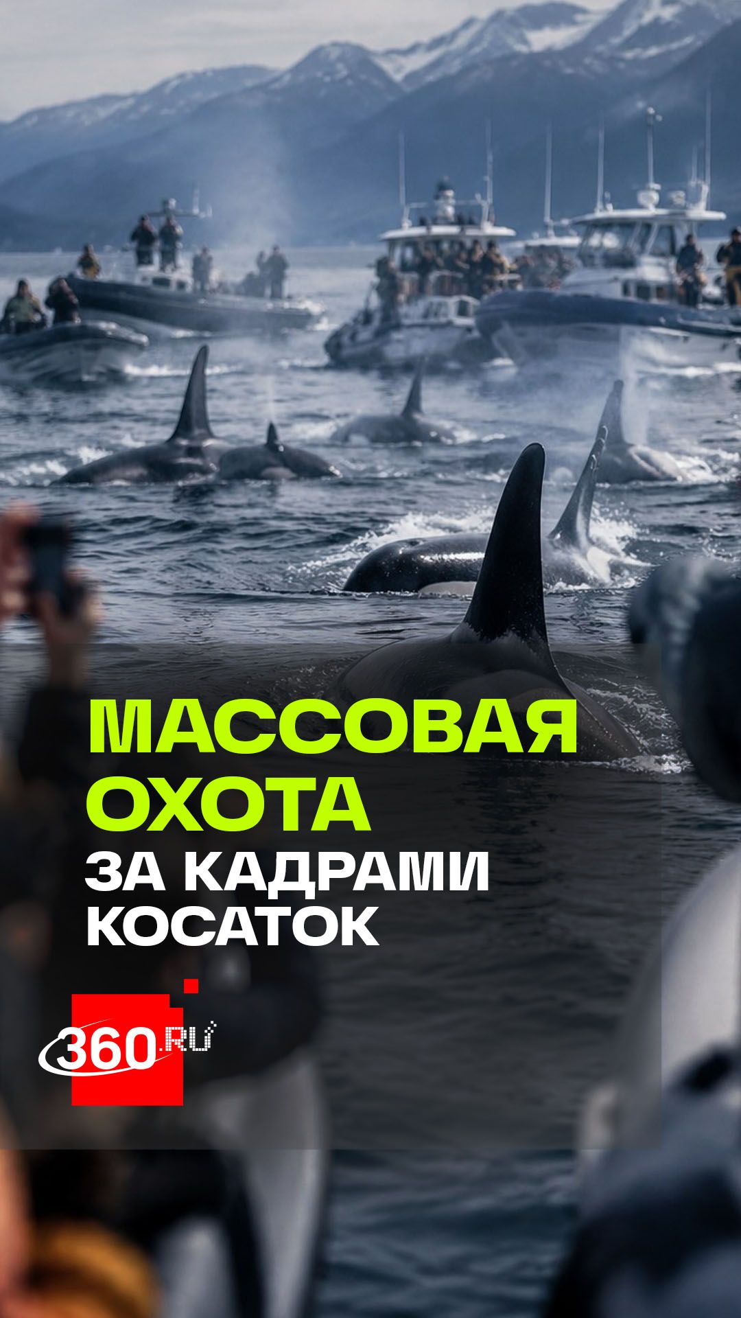 Туристы массово преследуют косаток на Камчатке ради эффектных кадров.