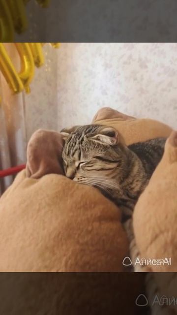 пр