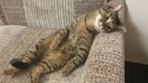 Энергия ленивого кота на уровне 0% 🐱