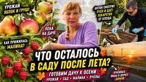 ЧТО ОСТАЛОСЬ В САДУ ПОСЛЕ ЛЕТА? 🍎 Урожай, дача и пчёлы