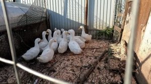 Утро начинается не с кофе. Будущие наши заготовки на зиму готовы к забою.
