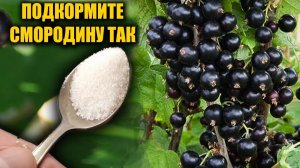 Чем подкормить смородину в августе! Лучшая подкормка СМОРОДИНЫ весной!