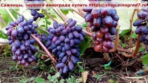 Виноград БАЙКОНУР -одно из лучших творений Павловского,красив, вкусен, товарный, устойчивый. Пузенко