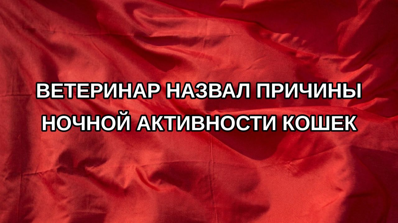 Ветеринар назвал причины ночной активности кошек