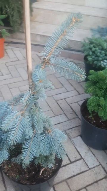 ❤🌲Ель Зе Блюз
✔Продажа растений в макс и телеграм канале: Https://t.me/love_is_hvoiny_dvorik 
🚛🪴Отпр